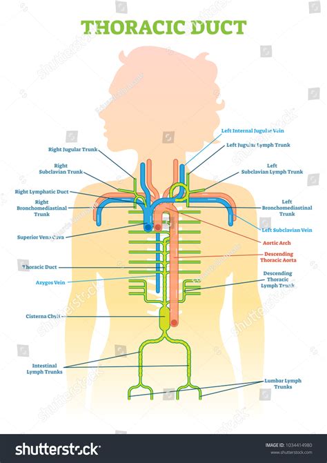 Thoracic Duct Anatomical Vector Illustration Diagram Stock Vector