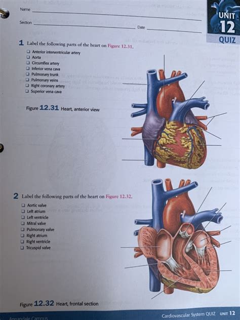 Anatomy Heart Labeling Quiz