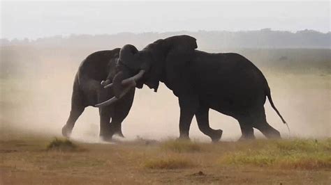 Two Elephant Fighting Youtube