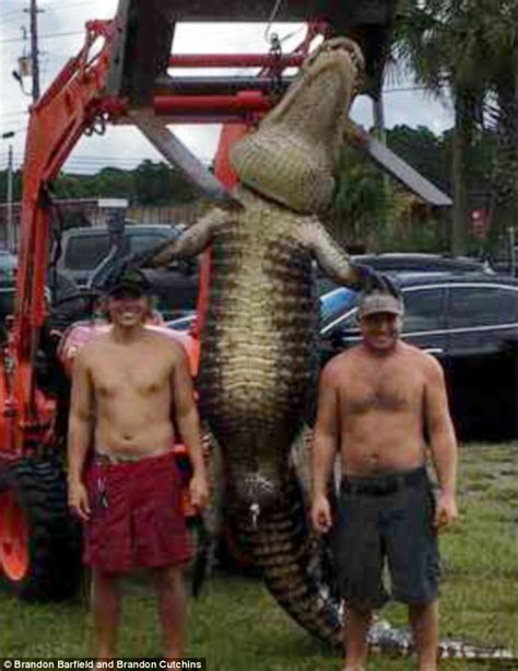 Monster Alligator Caught In Florida After 30 Minute Battle Daily Mail Online