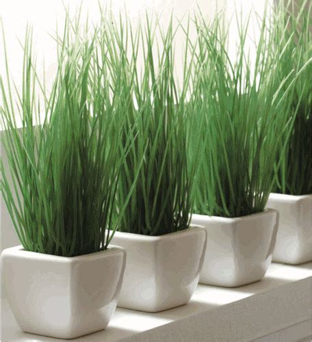 Picture 65 Of Indoor Grass Planters Ericssonw300incknumber