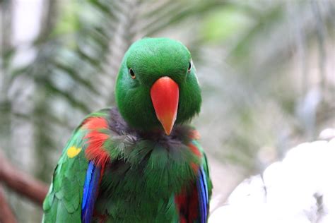 Eclectus Parrot Bird Tropical 29 Wallpapers Hd Desktop And Mobile