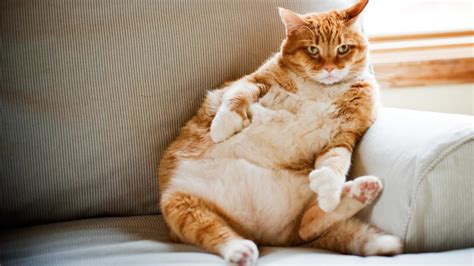A fat cat lying on a hardwood floor. Feline Diabetes Mellitus - Lodi Veterinary Care