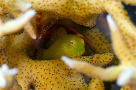 Yellow Hairy Goby In Coral Stock Image C0301893 Science Photo