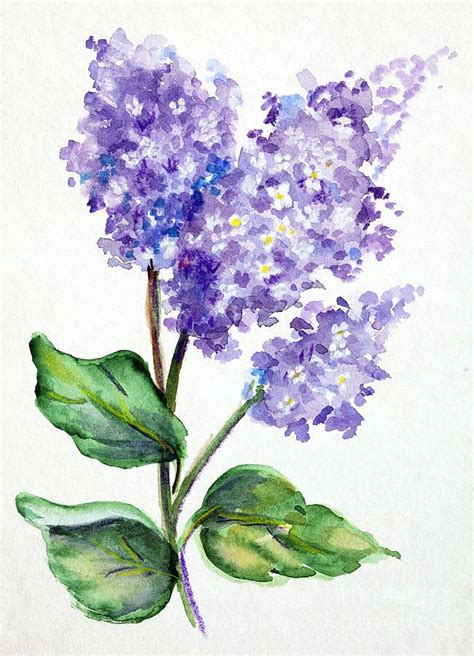 Watercolor Painting Painting Lovely Lilacs By Pattie Calfy Lilac