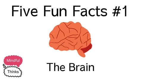 Five Fun Facts 1 The Brain Youtube
