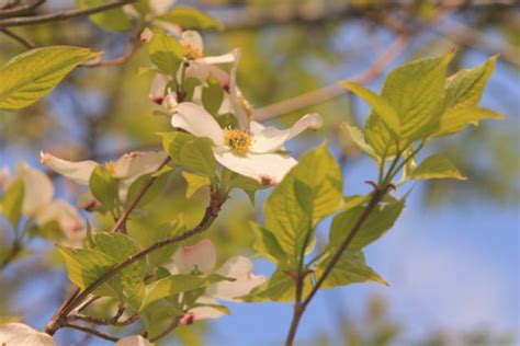 Take 5 Flowering Dogwood Mass Audubon Your Great Outdoors