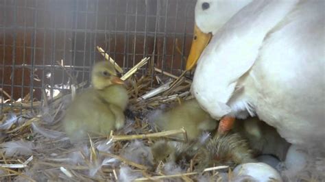 Ducklings Hatching Cute Cute Cute Youtube