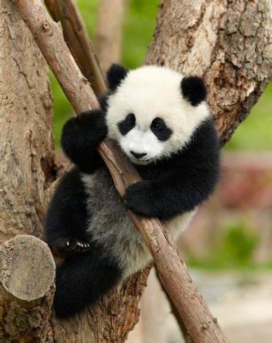 Today Show Spending Millions On Panda Conservation Worth The Money