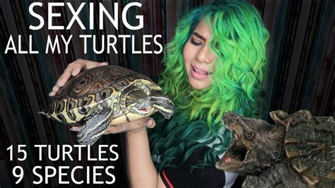 Sexing All My 15 Turtles Rare Exotics Included How To Youtube