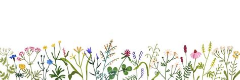 Spring Meadow Flowers And Grass Border Field Vector Image