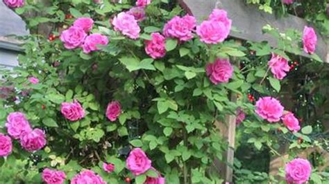 Growing Roses How To Plant Climbing Roses Youtube