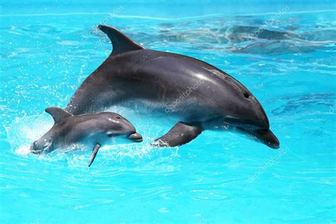 Dolphin With A Baby Floating In The Water — Stock Photo © Alesik 27957957