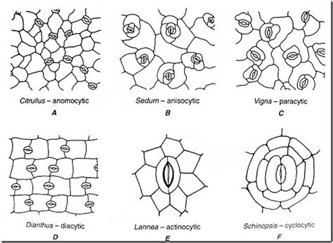 Study Of Stomatal Distribution In The Lower And Upper Level Of Leaves