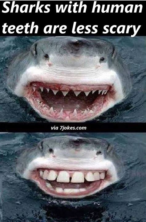Sharks Arent Scary With Human Teeth 7jokes Just The Funniest