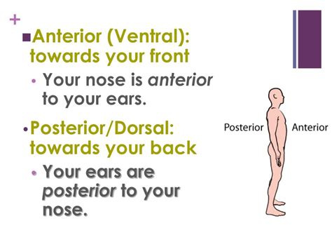 Ppt Anatomical Terms Powerpoint Presentation Free Download Id3032560