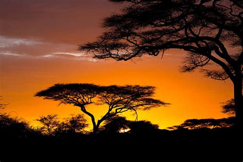 Related Safari Sunrise Africa Nature Tc For Your Mobile Tablet