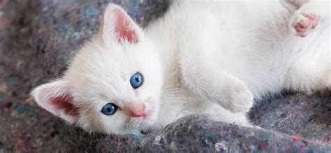 White Anime Cat With Blue Eyes