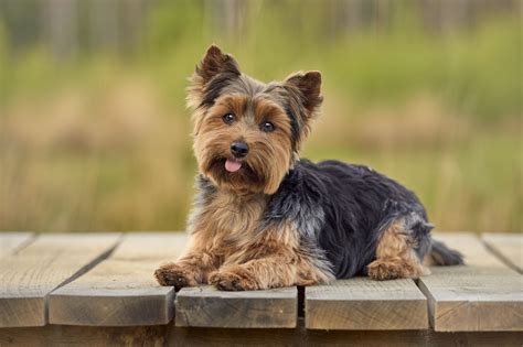 Yorkshire Terrier Breed Information Guide Photos Traits And Care