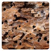 Massey services is so much more than a pest prevention, termite protection, and landscape care company. Termites Pest Control & Treatment in Dallas Fort Worth ...