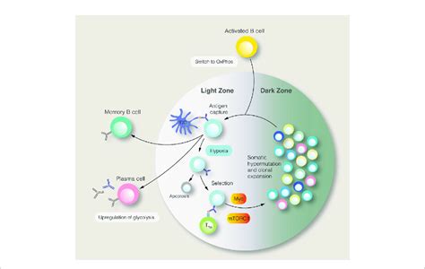 The Germinal Centre Reaction And Its Regulation By Metabolic Signals