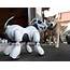 Sony Robot Dog Company To Release AIBO Like Smart Home Pet