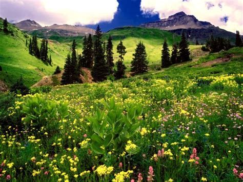Nature Fragments Page 5 Meadow Wallpaper Alpine Meadow Wild Flowers