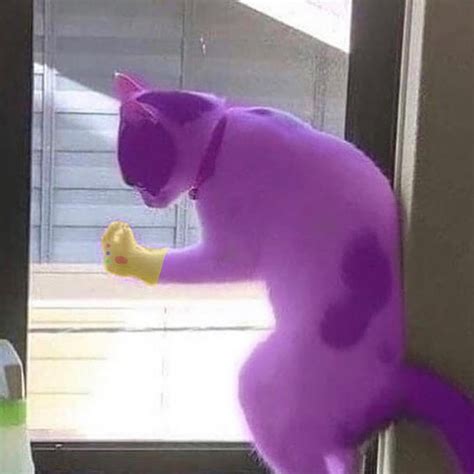 Cursed Cat Images Sinfulcats Twitter