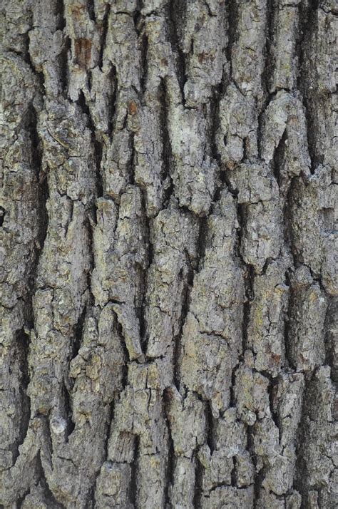 Oak Tree Bark Photograph By Brien Wilson