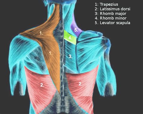 Anatomy Shoulder And Upper Limb Arm Muscles Statpearl