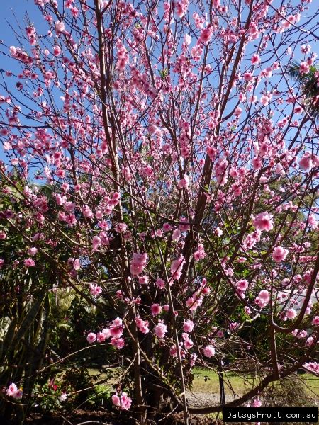 Prunus Flowering Peach Low Chill Tree Prunus Spp