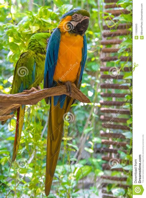 Colorful Macaw Ara Ararauna Parrots Sitting On A Branch Stock Image