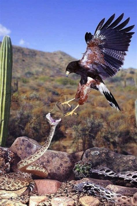 Hawk And Snake So Who Wins This Fight Id Put My Money On The Hawk