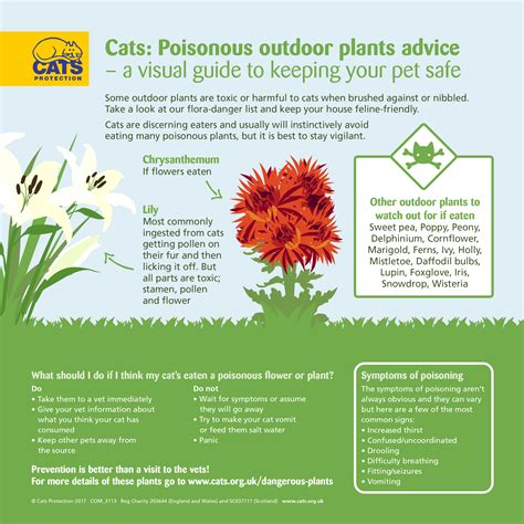 I caught my cat recently chewing on a cactus i have around the house and she's been meowing a lot. Dangerous Plants for Cats | Help & Advice | Cats ...