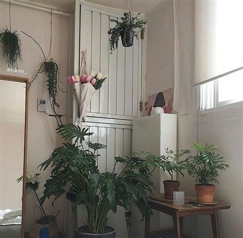 ̗̀plantmlk ̖́ Plants House Plants Tropical Houses
