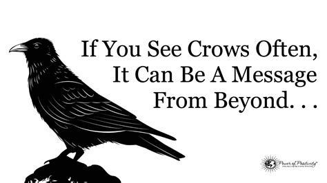If You See Crows Often This May Be Why Crow Spirit Animal Crow