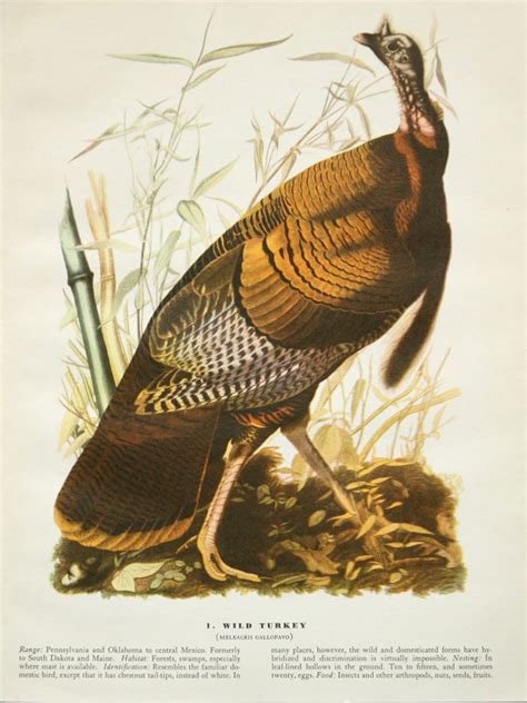 wild turkey by john james audubon vintage print 1957 63 etsy