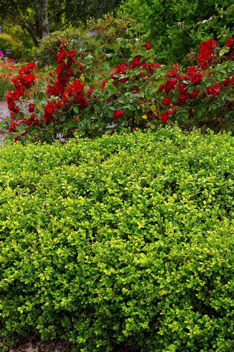What could be cheerier than arizona apricot blanket flower? Japanese Boxwood - Desert Horizon Nursery