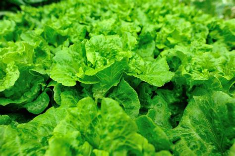 Lettuce Growing Season How And When To Plant Lettuce