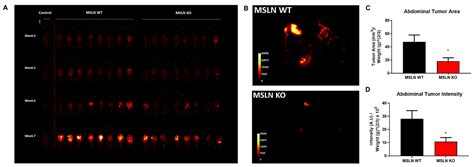 Ijms Free Full Text Host Mesothelin Expression Increases Ovarian