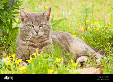 Blue Tabby Cat Surrounded By Wildflowers Stock Photo Alamy