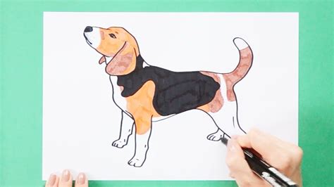 How To Draw A Beagle Dog Youtube