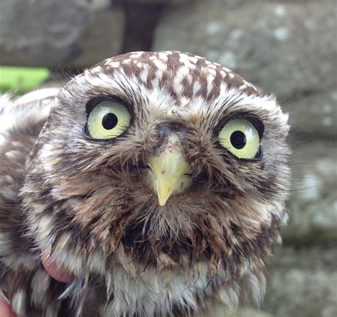 We Bird North Wales Ringed Little Owls