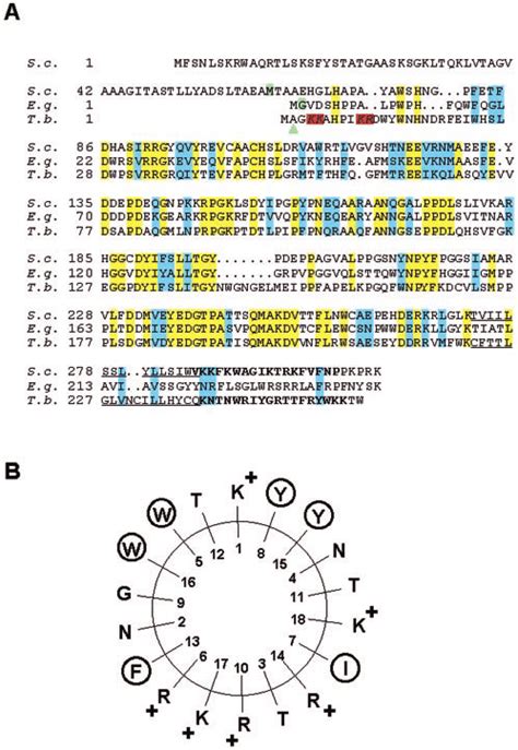 amino acid sequence comparison of t brucei and n crassa c 1 download scientific diagram