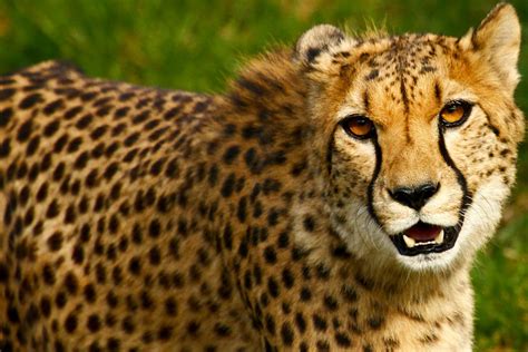 Cheetah Boy By Lion Redmich On Deviantart