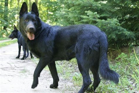 Solid Black German Shepherd Puppies For Sale Michigan