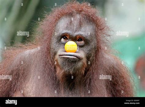 Funny Monkeys Hi Res Stock Photography And Images Alamy