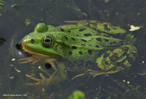We did not find results for: Прудовая лягушка Pelophylax lessonae: maxim_ryzhov ...