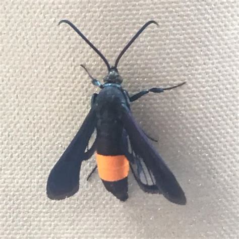 Black Flying Bug With Orange Butt Synanthedon Exitiosa Bugguidenet