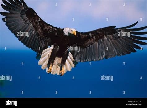 Bald Eagle Flaring To Land Stock Photo Alamy